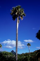 Blue-sky;-Clouds;-Comoros-Archipelago;-France;-Indian-Ocean;-Kaleidos;-Kaleidos-images;-La-parole-à-limage;-Landscape;-Laurent-Abad;-Mayotte;-Mountain;-Palm-tree;-Stories-Pictures;-Tree